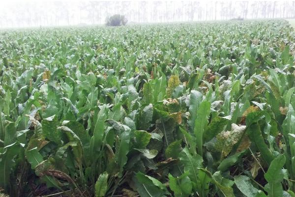 辣根怎么种 辣根高产栽培技术