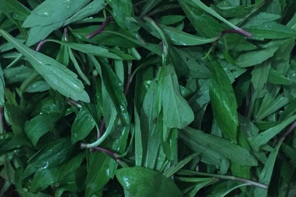 马兰头为什么苦 马兰头苦的能吃吗(怎么做不苦)