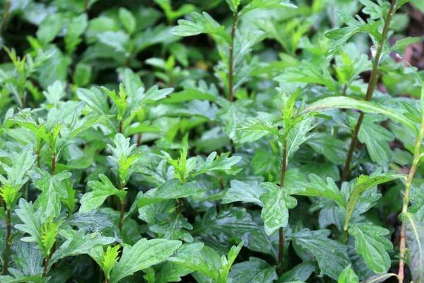 马兰头为什么苦 马兰头苦的能吃吗(怎么做不苦)