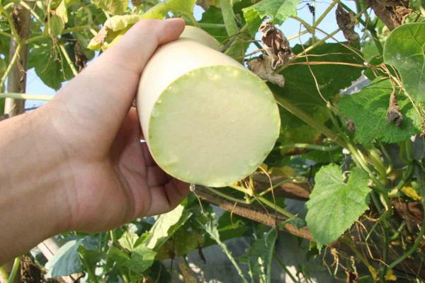 砍瓜适合什么地区种植 砍瓜什么季节上市(几月)