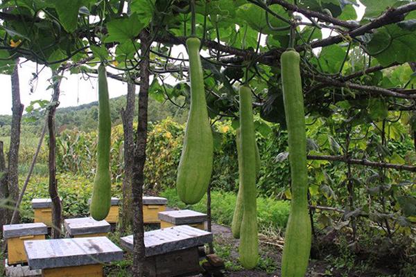 砍瓜适合什么地区种植 砍瓜什么季节上市(几月)