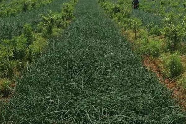 藠头种植市场前景怎么样 蕌头亩产量多少斤