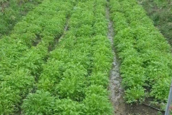 京水菜种子怎么种 京水菜高产栽培技术