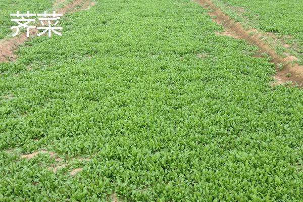 哪些野菜种植前景好 野菜种植一亩能挣多少钱