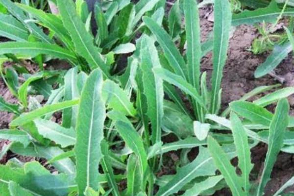 苦荬菜种植技术(什么时候播种) 苦荬菜适宜温度湿度