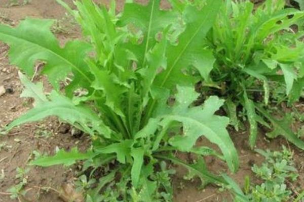 苦荬菜种植技术(什么时候播种) 苦荬菜适宜温度湿度