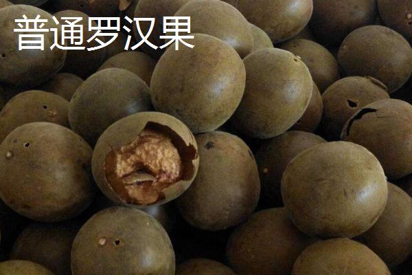 什么是黄金罗汉果 黄金罗汉果和普通罗汉果(黑色)的区别是什么