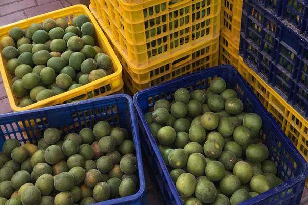 罗汉果怎么种 罗汉果什么时候种 罗汉果种植方法