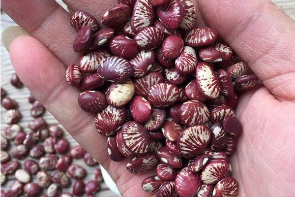 状元豆又叫什么 状元豆的种植技术与管理方法