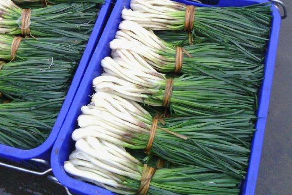 藠头种植时间和方法(几月种) 藠头高产栽培技术