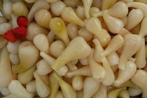 藠头种植时间和方法(几月种) 藠头高产栽培技术