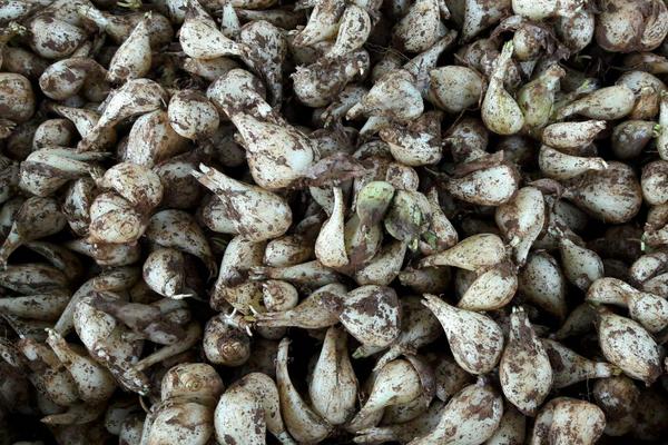 藠头种植时间和方法(几月种) 藠头高产栽培技术