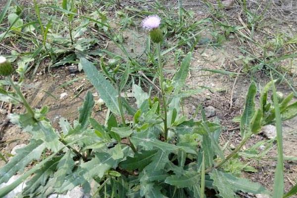 野菜刺儿菜市场价格多少钱一斤 刺儿菜产地在哪里