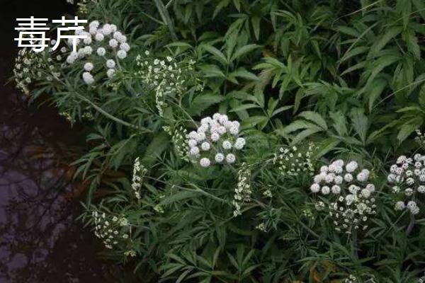 山芹和芹菜、香芹、西芹、水芹、毒芹的区别是什么