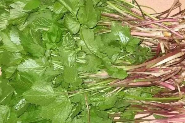 野菜山芹的采摘和清洗方法 山芹什么季节有(几月份)