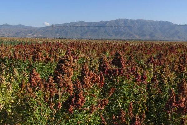藜麦市场价格多少钱一斤 藜麦产地在哪里