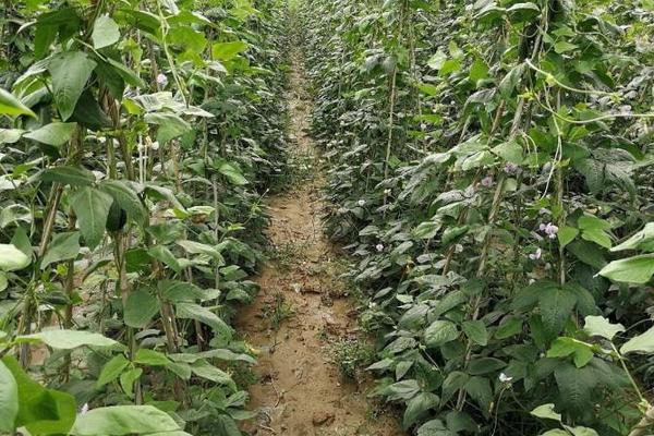 大棚长豆角什么时候种 大棚豆角亩产多少斤