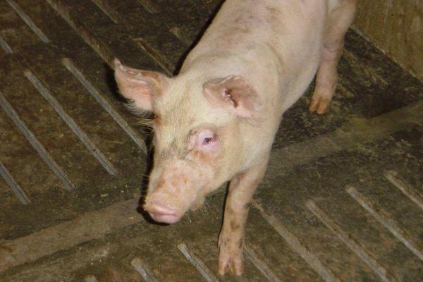 副猪嗜血杆菌病症状