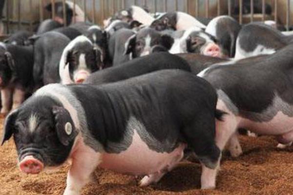 养多少猪需要环保评测