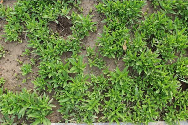 费菜种植栽培技术 费菜常见病害防治方法