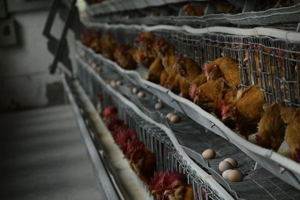 养鸡场污水处理方法