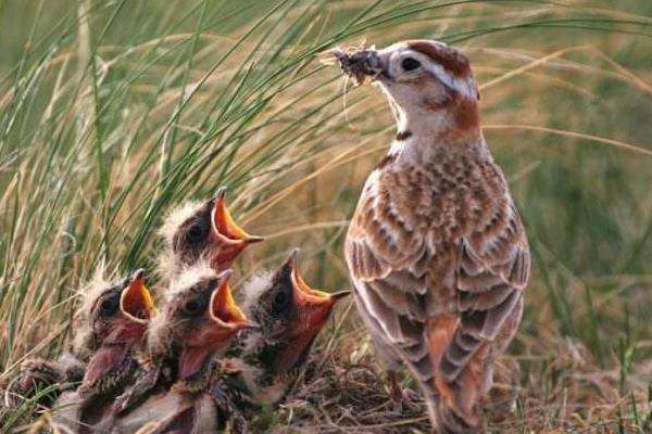 百灵鸟的特点介绍 百灵鸟怎么分公母