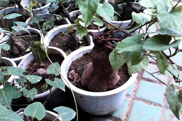 何首乌能不能种家里 何首乌种在家里坏风水吗