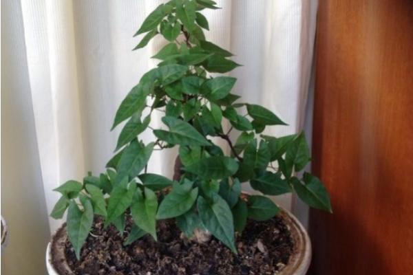 何首乌能不能种家里 何首乌种在家里坏风水吗