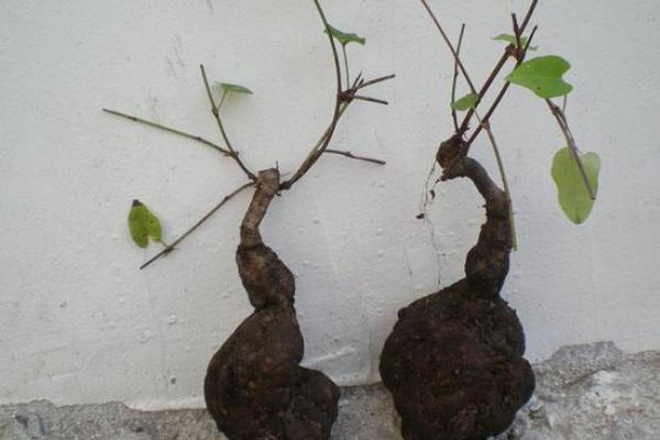 何首乌能不能种家里 何首乌种在家里坏风水吗