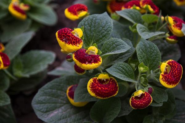 荷包花好养吗 荷包花的养殖方法与注意事项