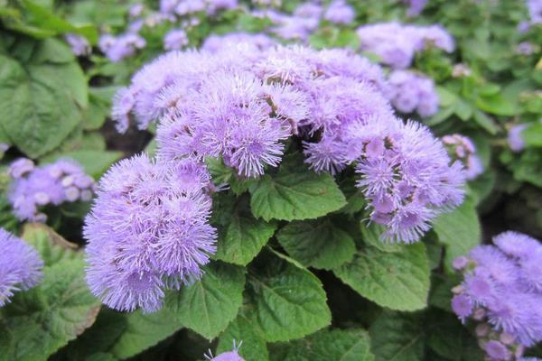 霍香蓟花语是什么 霍香蓟什么时候开花(花期是几月)