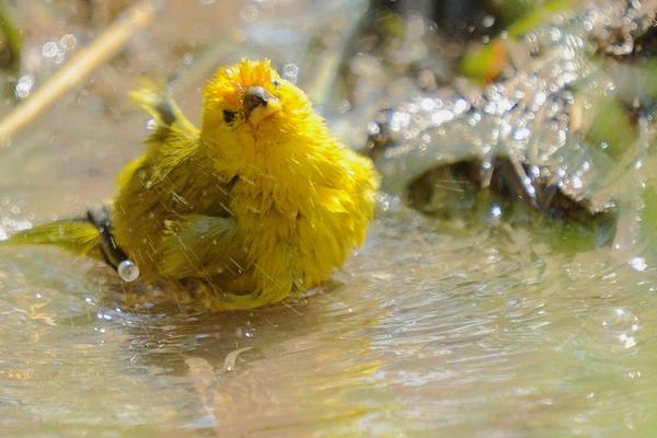 金丝雀夏季掉毛不动的原因 金丝雀一直掉毛还发抖怎么办