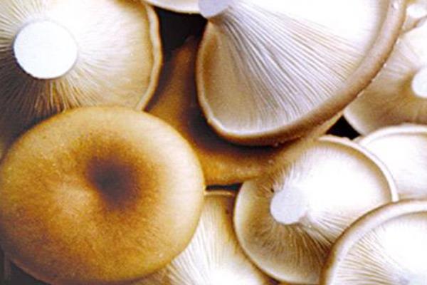 猪肚菇市场价格多少钱一斤猪肚菇产地在哪里