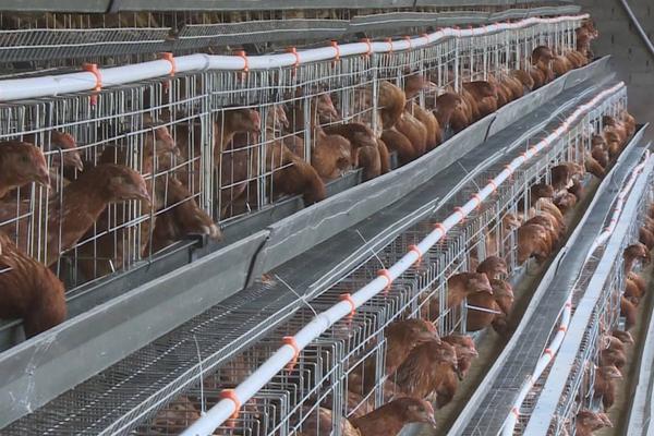 家里养鸡用什么消毒