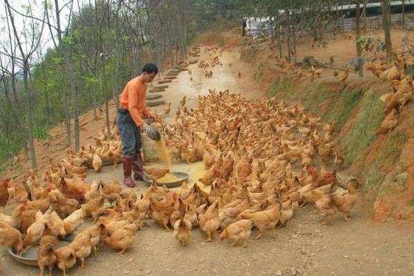 养鸡饲料如何配