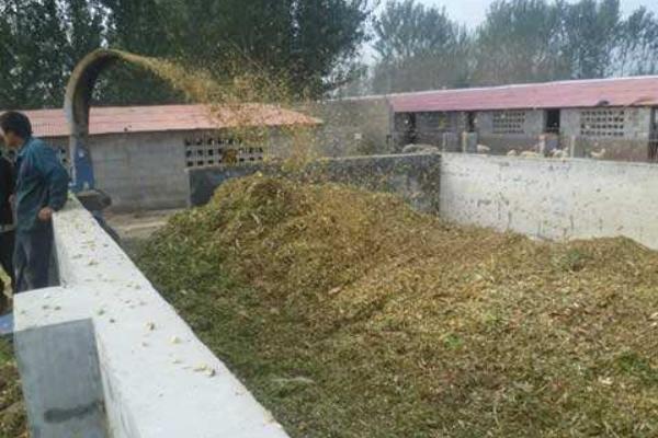 养鸡饲料如何配