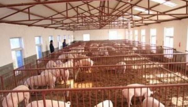 冬天猪冷怎么办