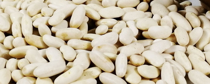 雪豆什么时候种