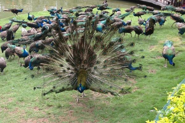 养孔雀的利润与成本