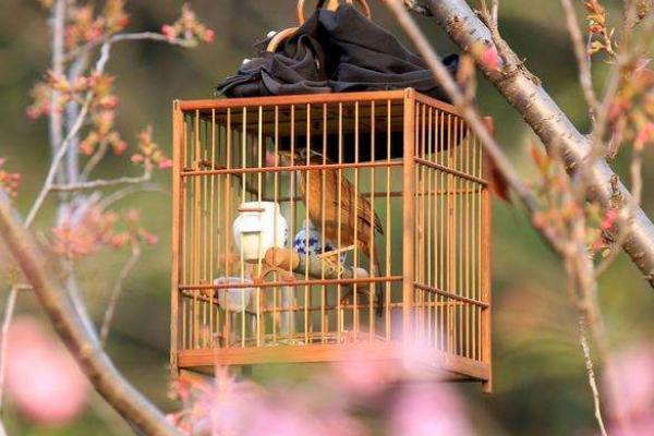 养画眉鸟三闭三开养法