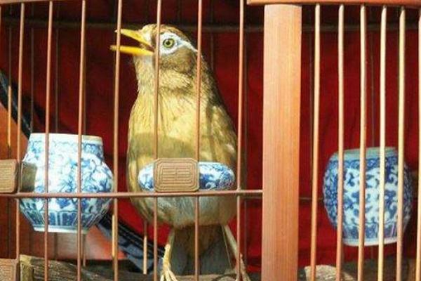 养画眉幼鸟怎么养