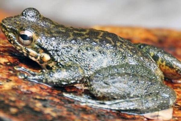 石蛙养殖成本多少