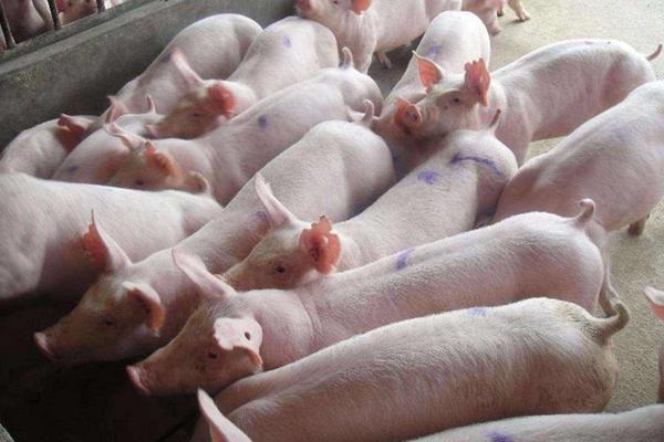 种猪多少钱一头