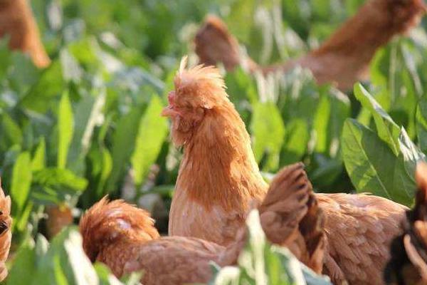 北京油鸡价格多少钱一斤