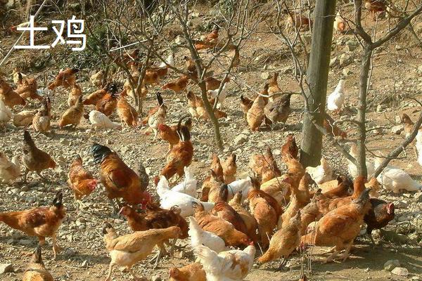 狼山鸡和土鸡哪个好