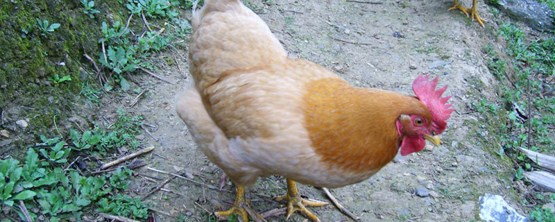 杏花鸡产地在哪里