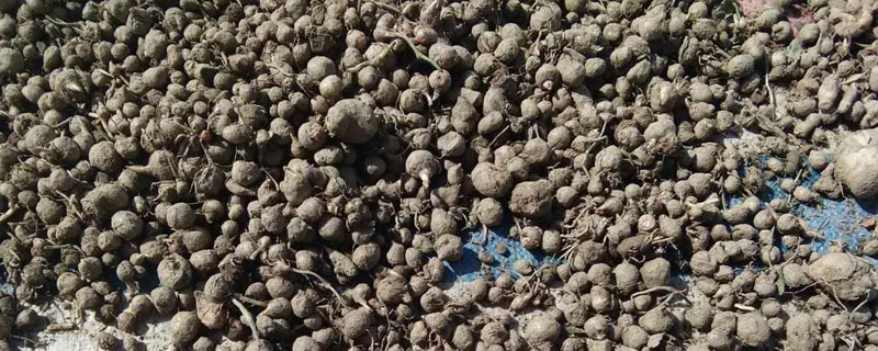 西和干半夏价格