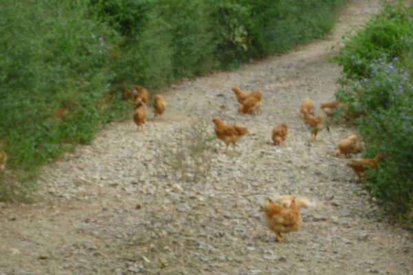 河田鸡养殖技术