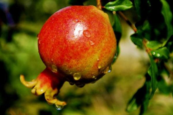 石榴种植和管理技术