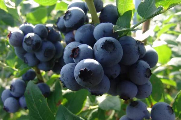 南方适合种哪种蓝莓